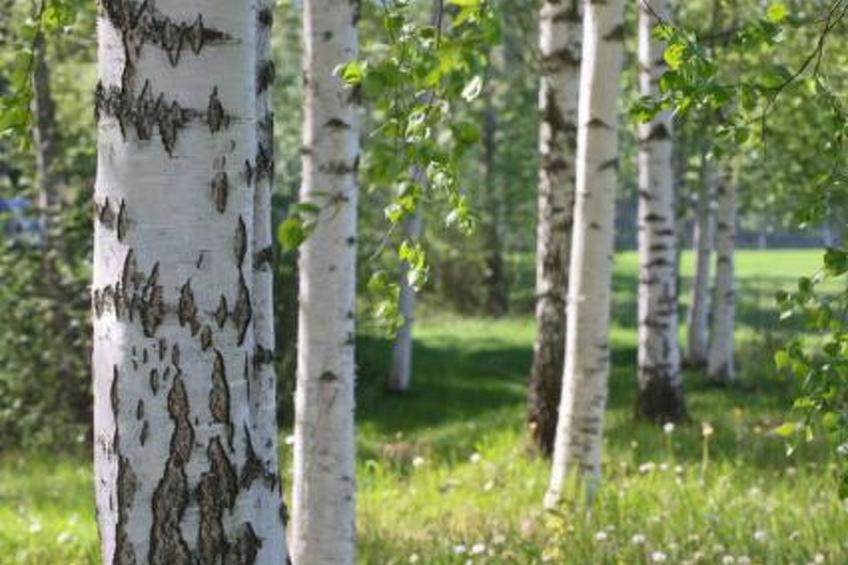 Peltotupa, pätiälän kartanon loma-asunno - foto 18
