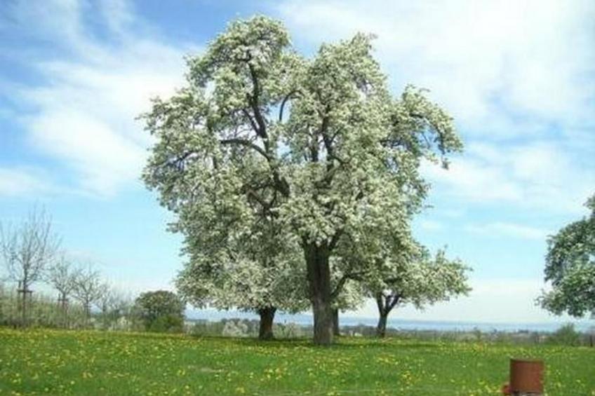 Biohof-Enderlin - foto 9