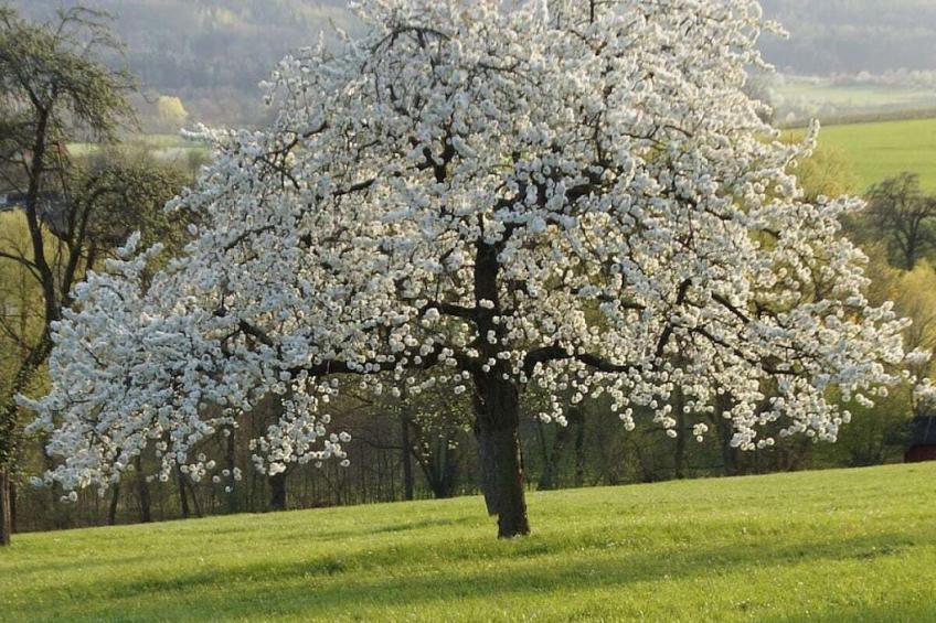 12256 - foto 34