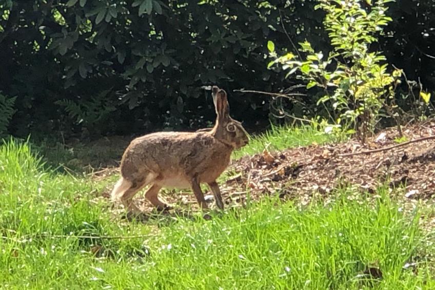 Geräumiges Ferienhaus mitten im Wald - foto 13