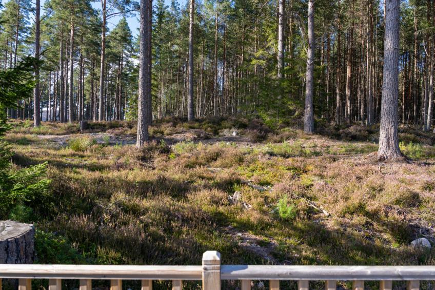 Hazel Bothy - foto 17