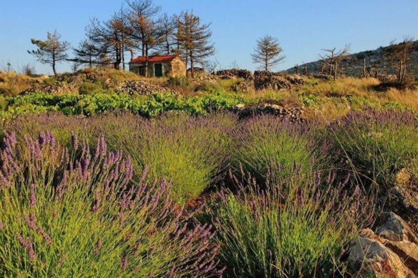 Haus Jakov direkt am Meer - Insel Hvar - foto 52