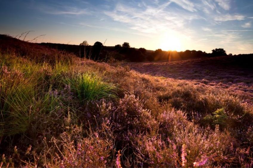 2 - 4-person Wilbrink chalet - foto 20