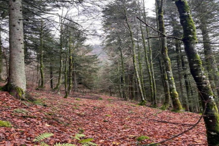 LA POMME DE PIN 2  Appartement avec terrasse - foto 22