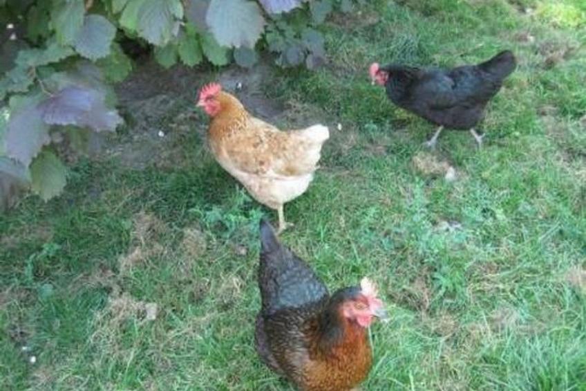 Farbhaus Bleiche - foto 9