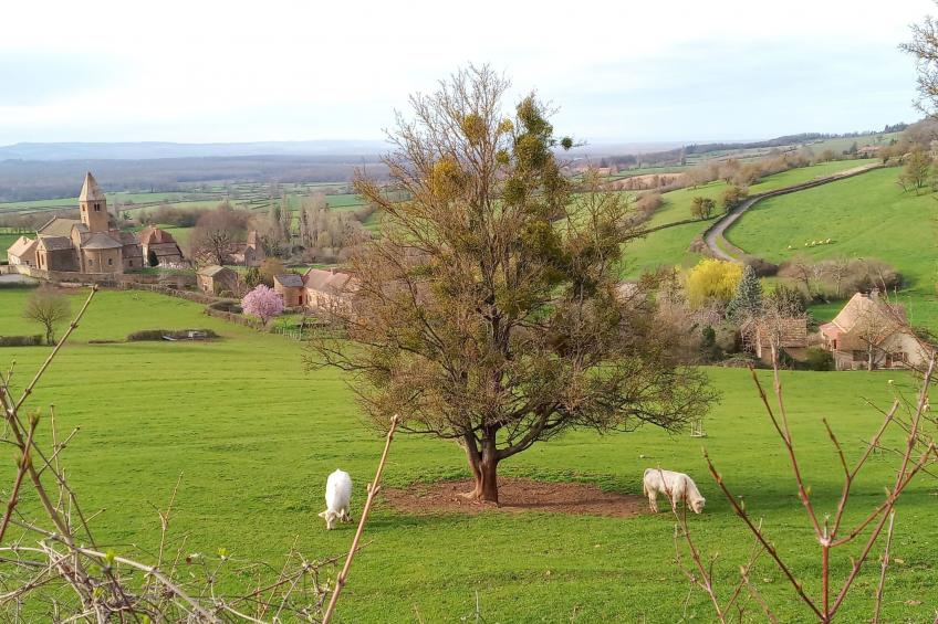 an der Weinstraße von Burgund - foto 19