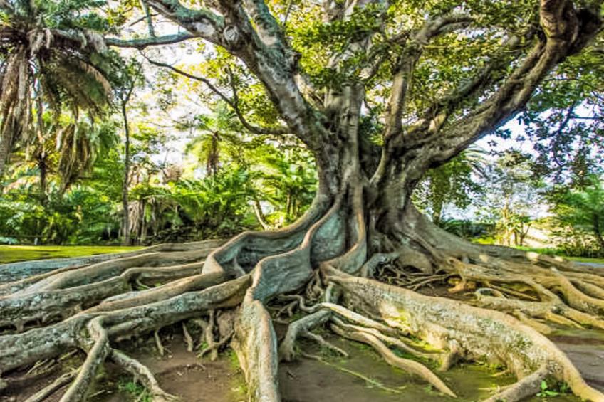 Strand und Natur auf den Azoren - foto 19