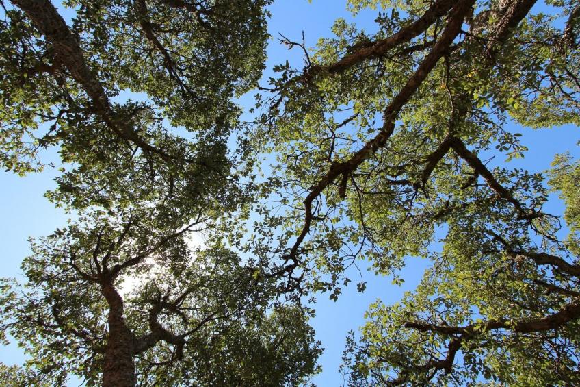 "The Natural Elements" - foto 13