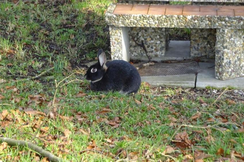 Rehalp Westen - foto 7