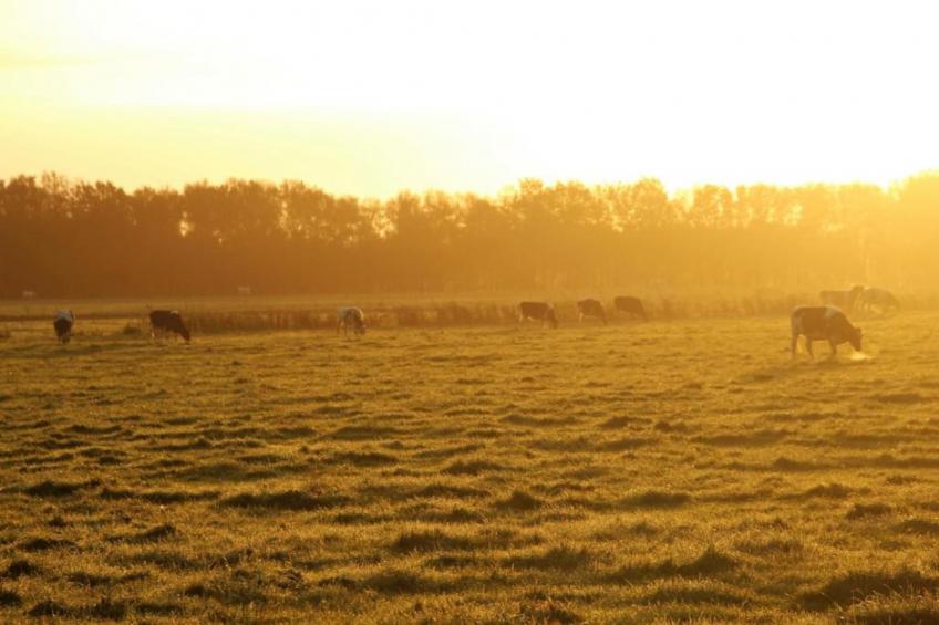 De Drentsche Patrijs - foto 37