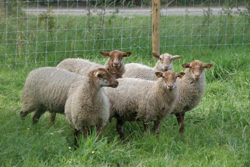 Blackthorn für 6 Personen - foto 9