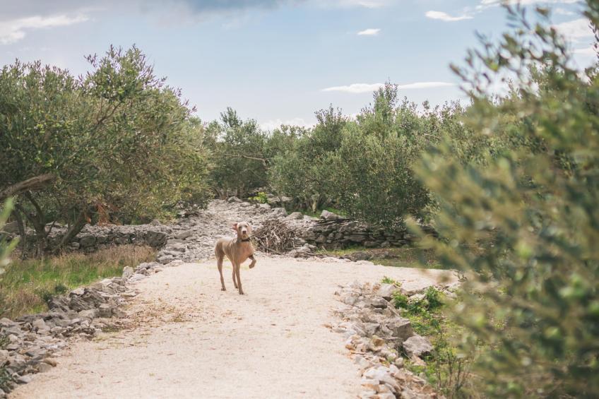 Adriatic Heritage Glamping No 1 - foto 37