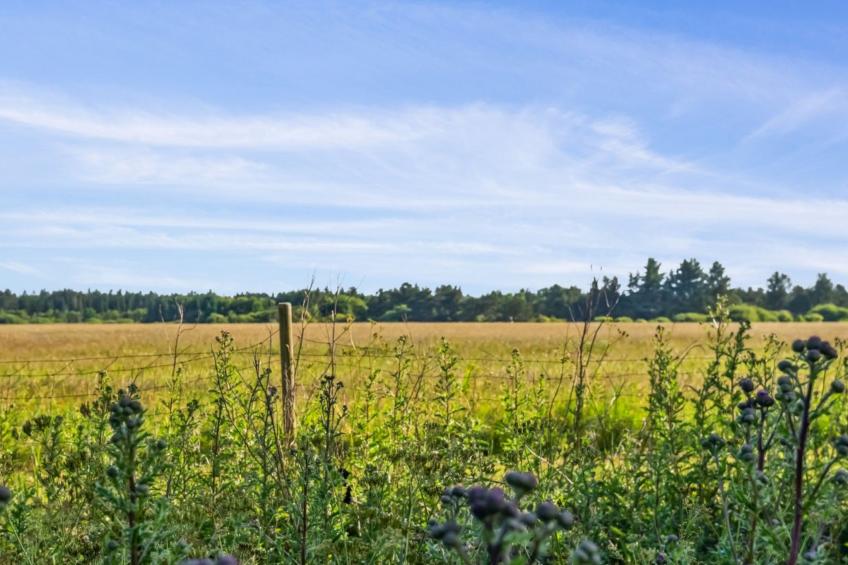 "Elsia" - 1.5km to the inlet in NW Jutland - foto 7