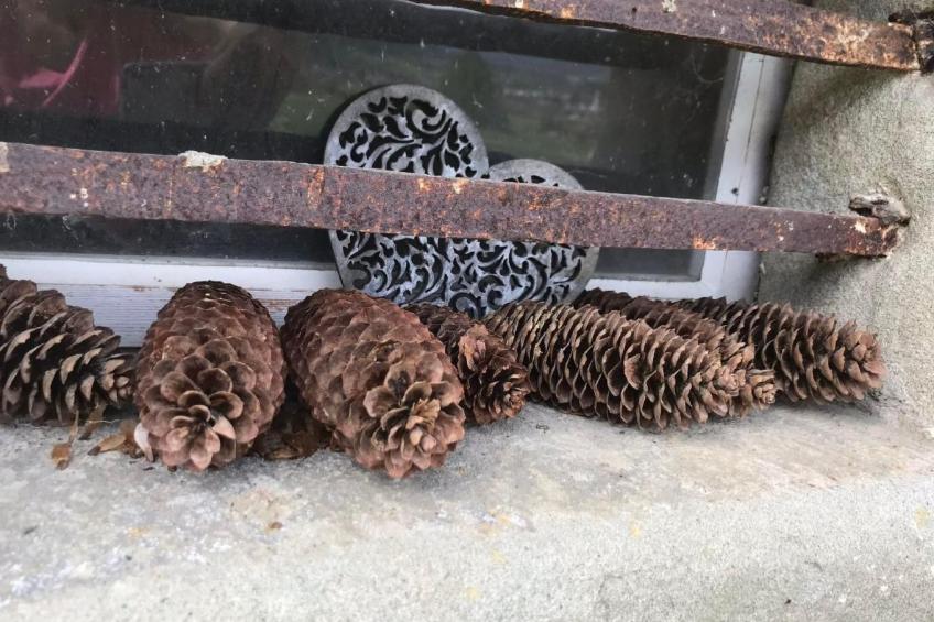 Scheftenau - foto 14