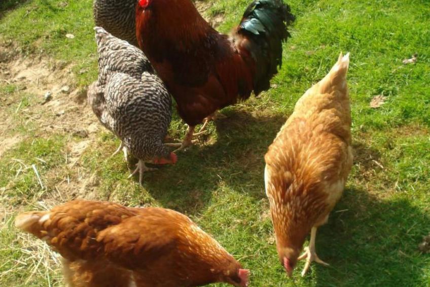 Burehof Waltrigen - foto 3