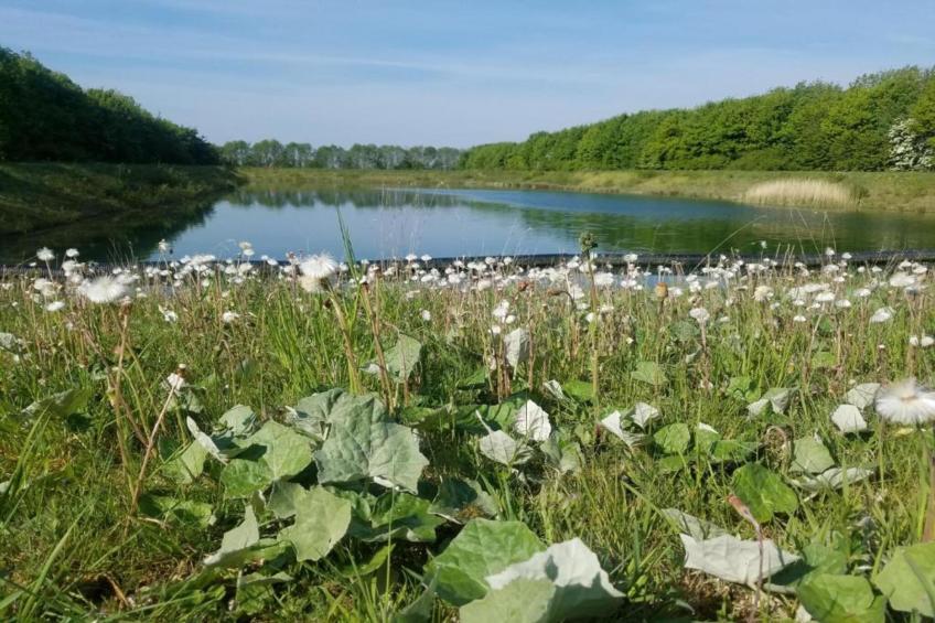 Wisteria at the Rookery - foto 25