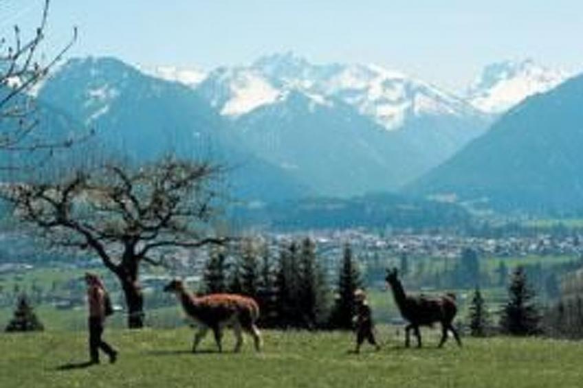 Falkenberg Wh 218 - foto 12