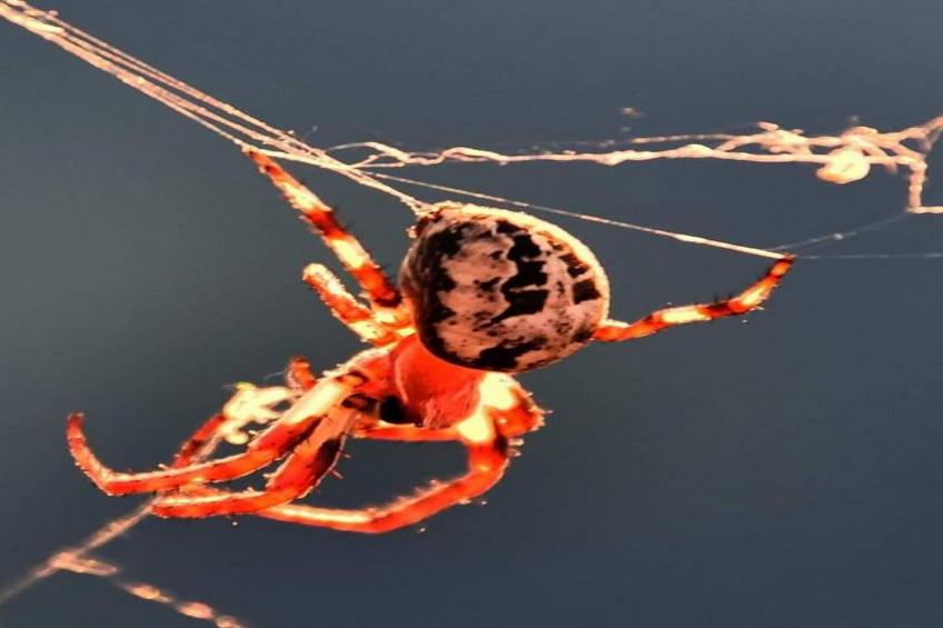 Apartment Marijana - Two Bedroom Apartment with Terrace and Sea View - foto 36