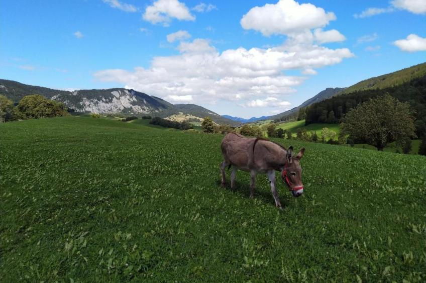 Schafmatthof Dachwohnung - foto 20