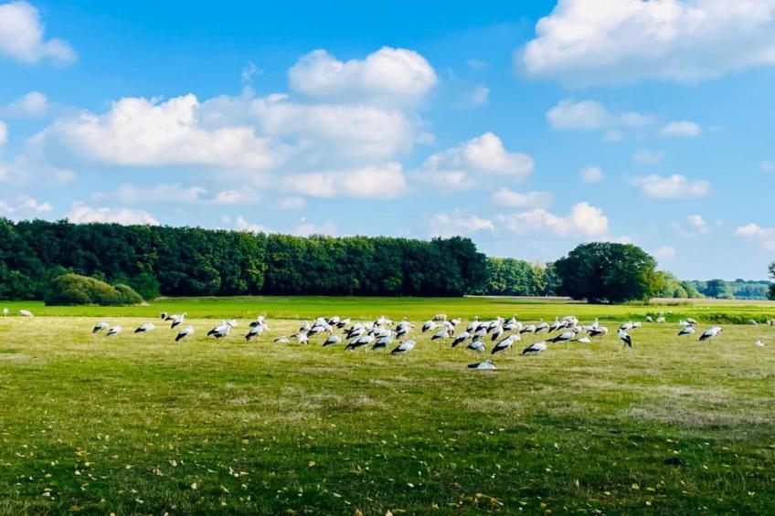 Vakantiepark de Vossenburcht - foto 36