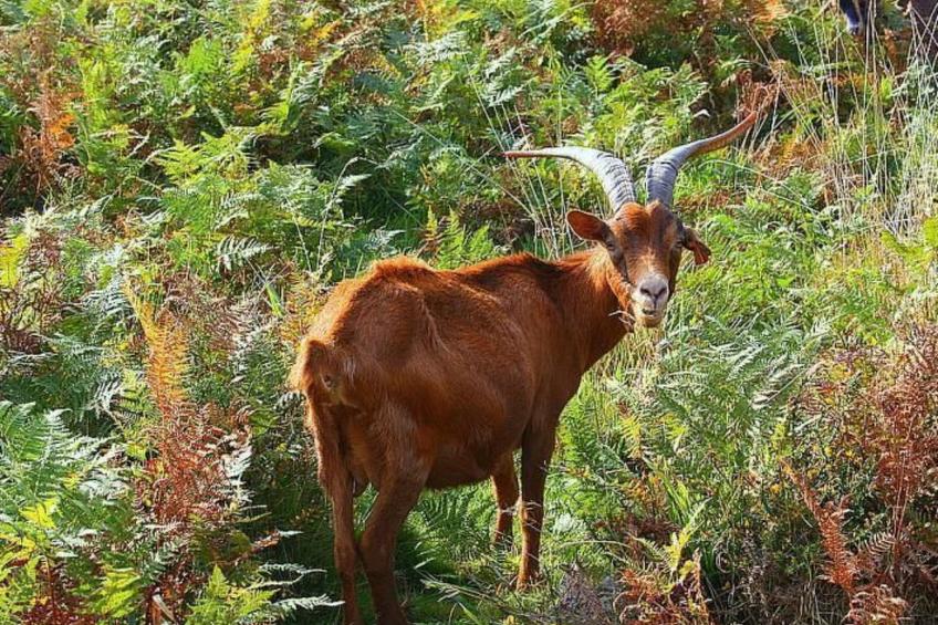 Ländliche Finca "Casa da Rocha" - foto 21