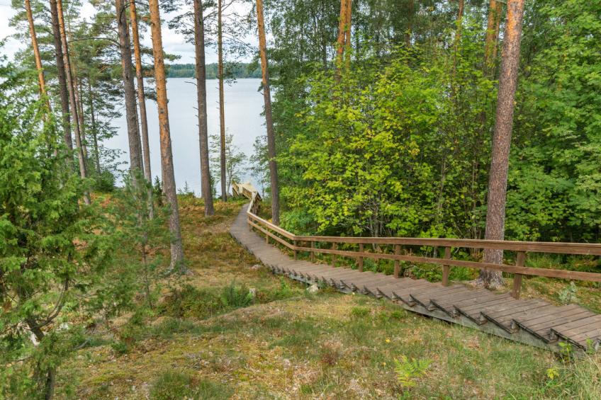 Metsä-iivari - foto 21