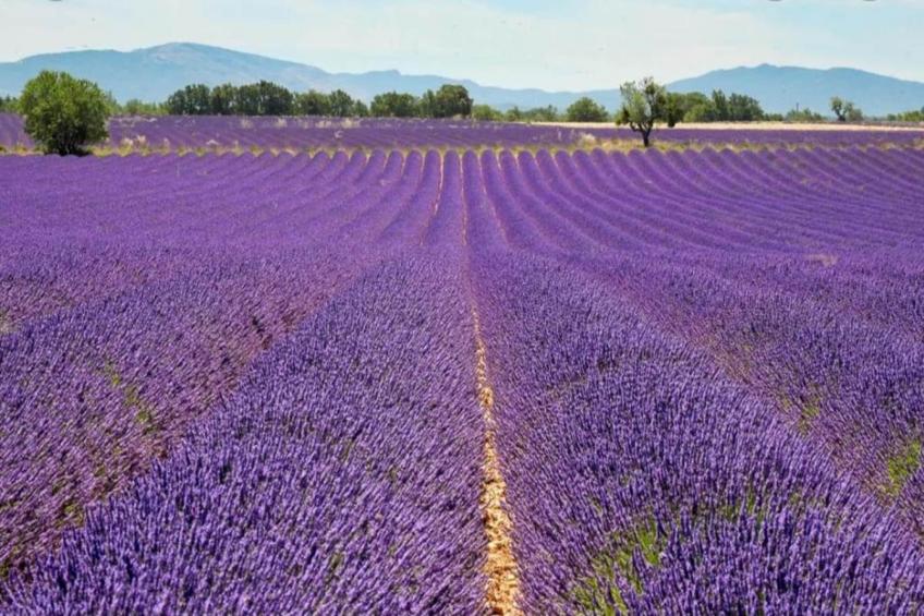 Résidence La Licorne de Haute-Provence 2 - foto 32