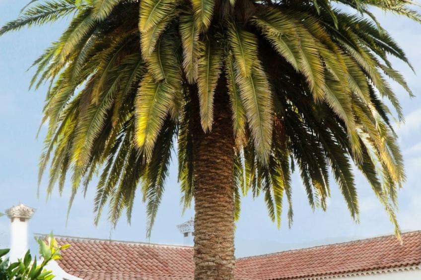 Typisch kanarische Finca Elena mit eigenem Pool - foto 30