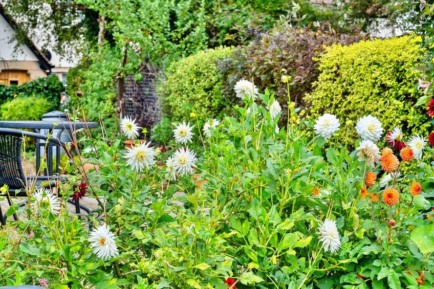 Clematis Cottage - foto 22