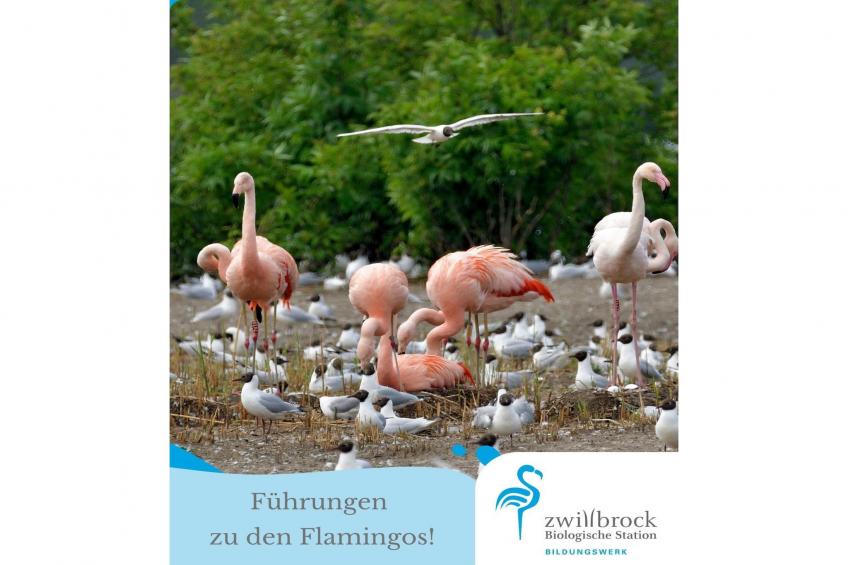 De Mattelier - foto 2