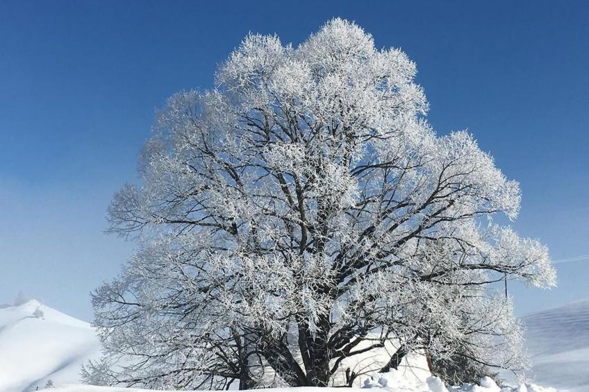 Alpakahof Ferien - foto 43