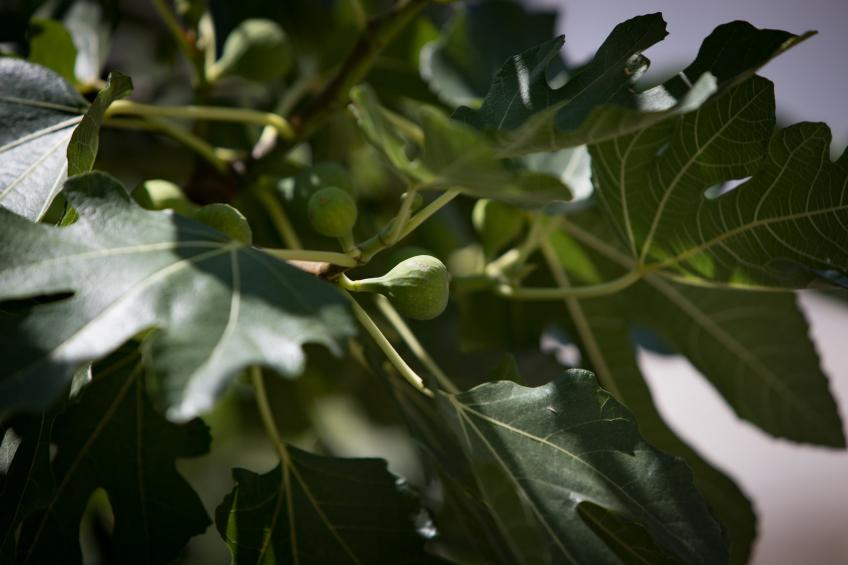 Holiday Home Monika - Two Bedroom Holiday Home with Terrace and Sea View - foto 31