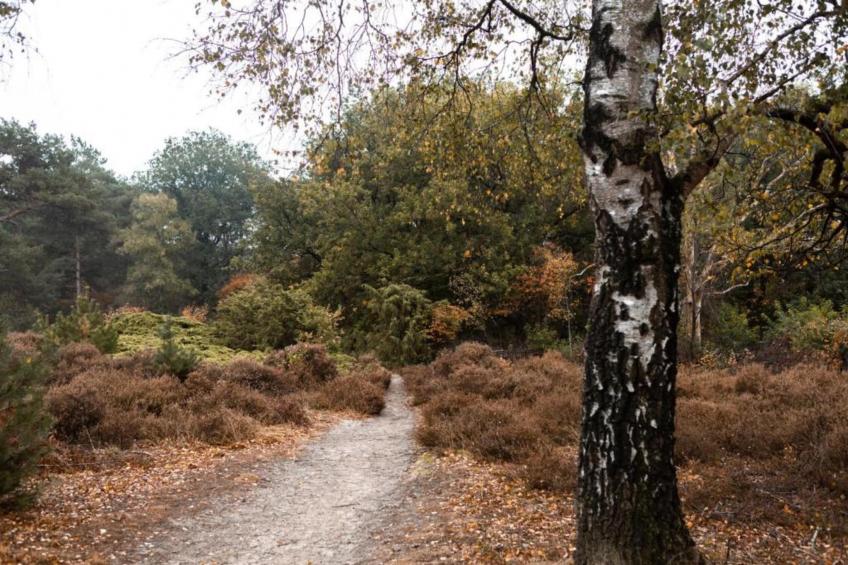 Hof van Salland - foto 30