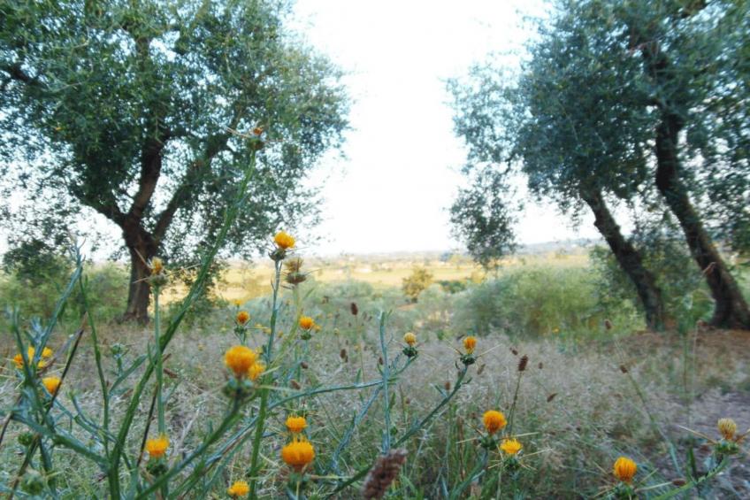 Mandorlo - foto 28