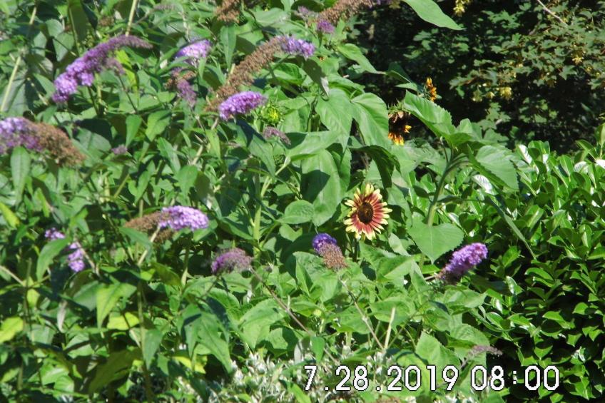 am malerischen Nepperminer See - foto 29