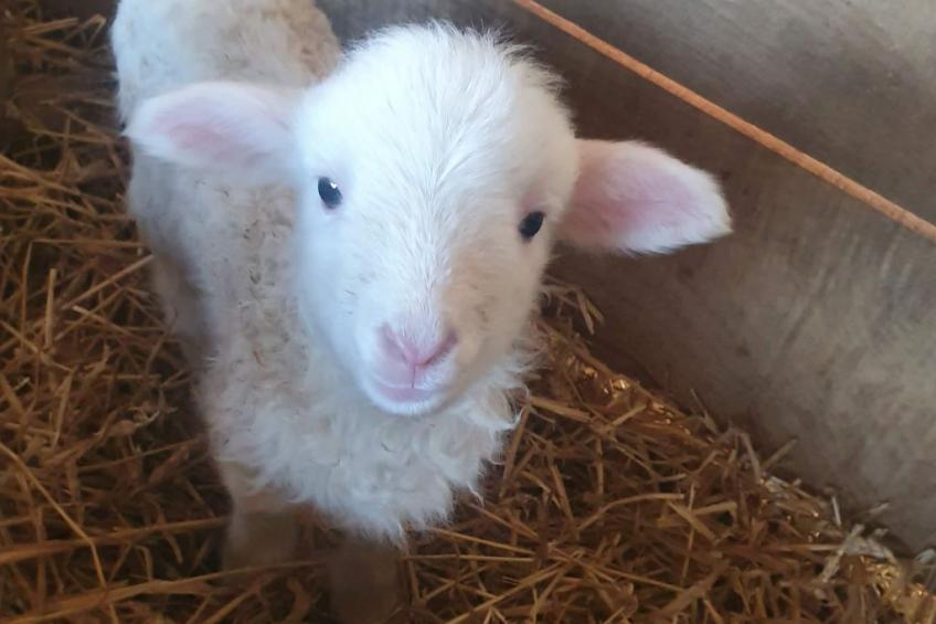 Appartement Apollo in der Wohlfühloase am Trausdorfberg mit Sauna Whirlpoolnutz - foto 22