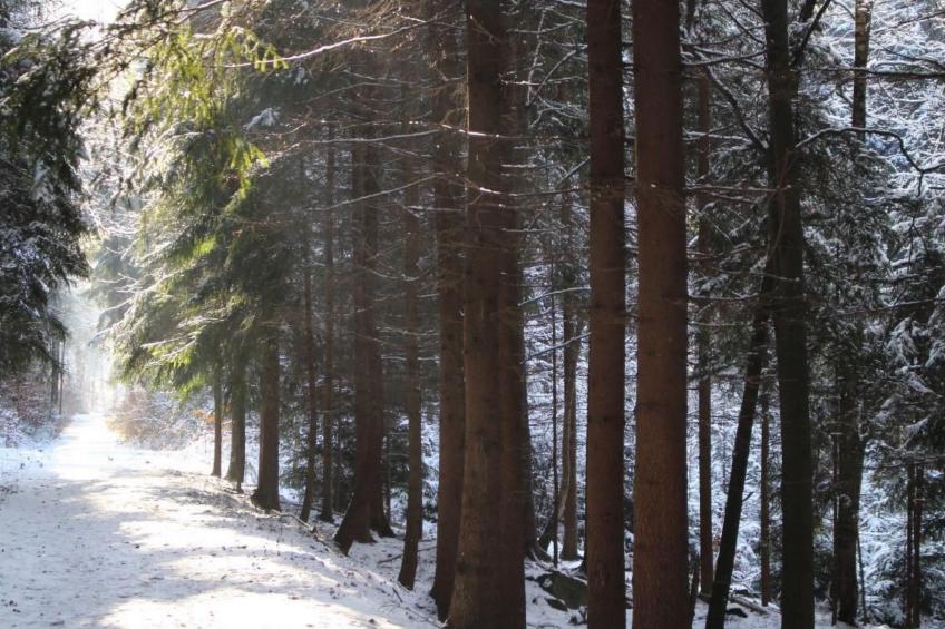 Jägerhaus - foto 27