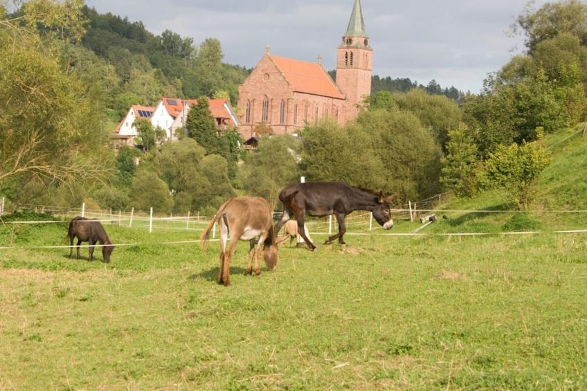 265146 - foto 20