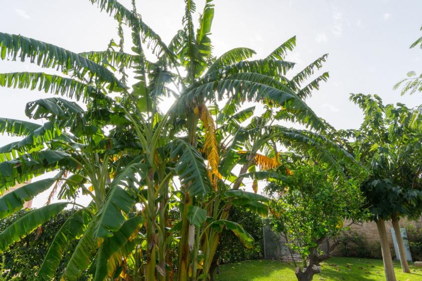 Appartement in Donnalucata mit Großem Garten - foto 39