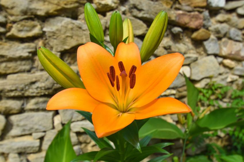 Charmantes Natursteinhaus mit Pool - foto 2