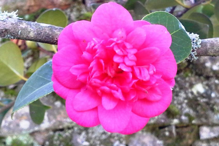 Großes renoviertes Landhaus in Tondela - foto 42