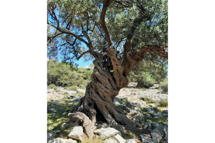 Appartements Adelheid, Biograd - Type A - foto 21