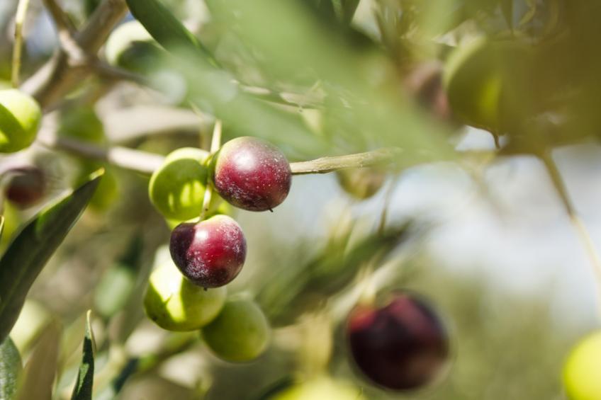 Adriatic Heritage Glamping No 1 - foto 47