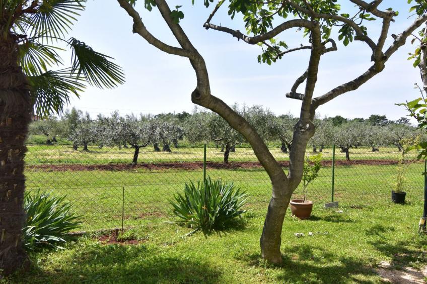 Geräumige Kellerwohnung in der Nähe von Umag - foto 14