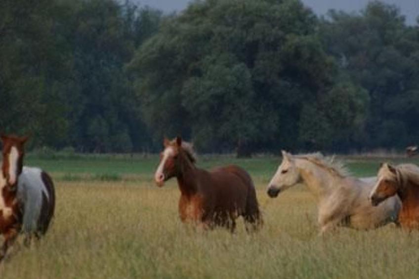 Große Ferienwohnung in Bleckede mit Großem Balkon - foto 26