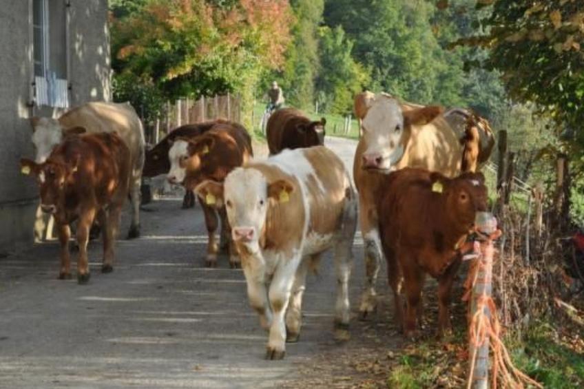 Chalet Staufenhof - foto 21