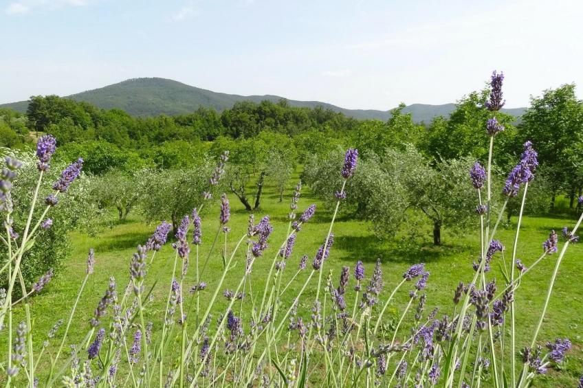 Ruhiges Ferienhaus mit Garten und Panoramablick - foto 45