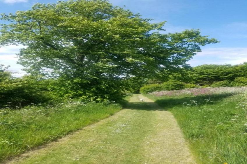 Wisteria at the Rookery - foto 35