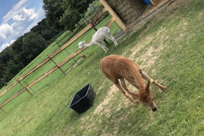 Zillendorf - foto 17