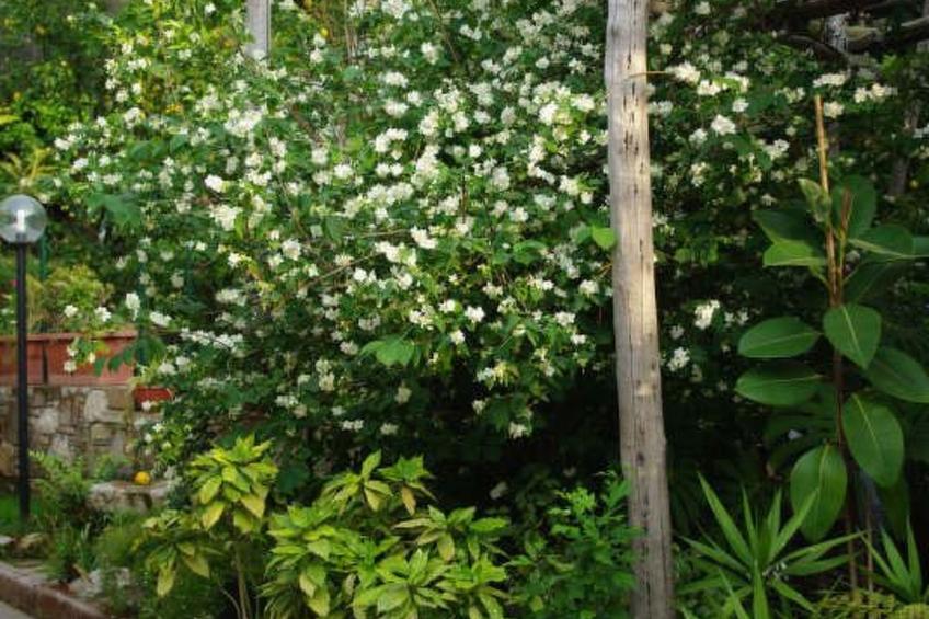 Rosa' Wohnung mit privatem Garten - foto 20